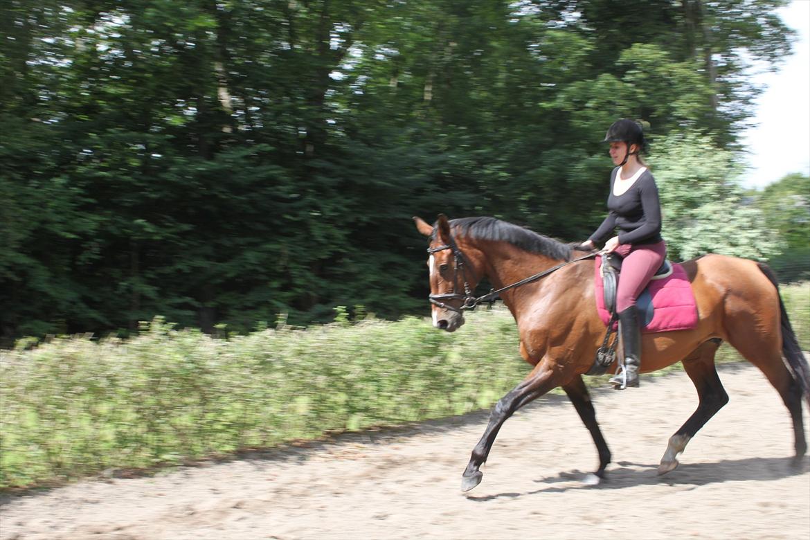 Dansk Varmblod BOJANA - Juli 2011 billede 10