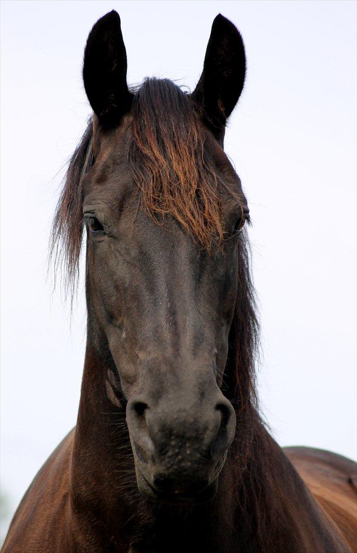 Frieser Linda A billede 9