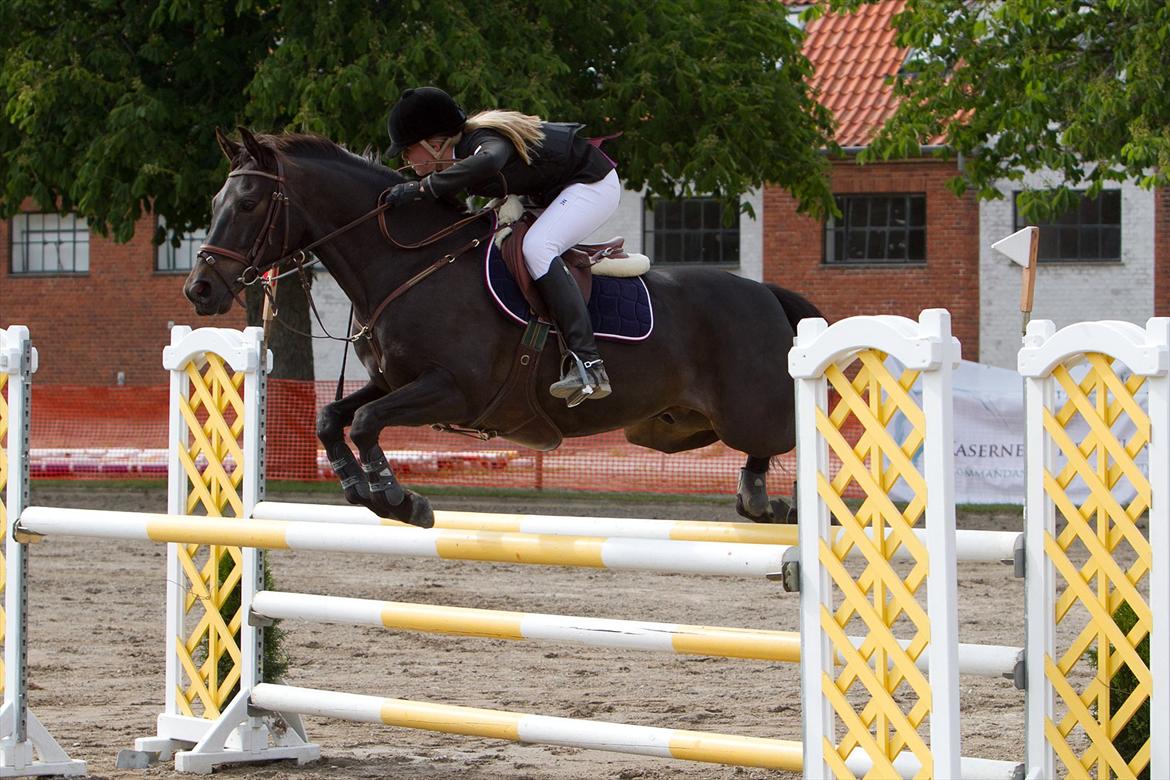 Welsh Pony (sec B) Birkholm's Lars (Gaston) - NSPR juni 2011 billede 17