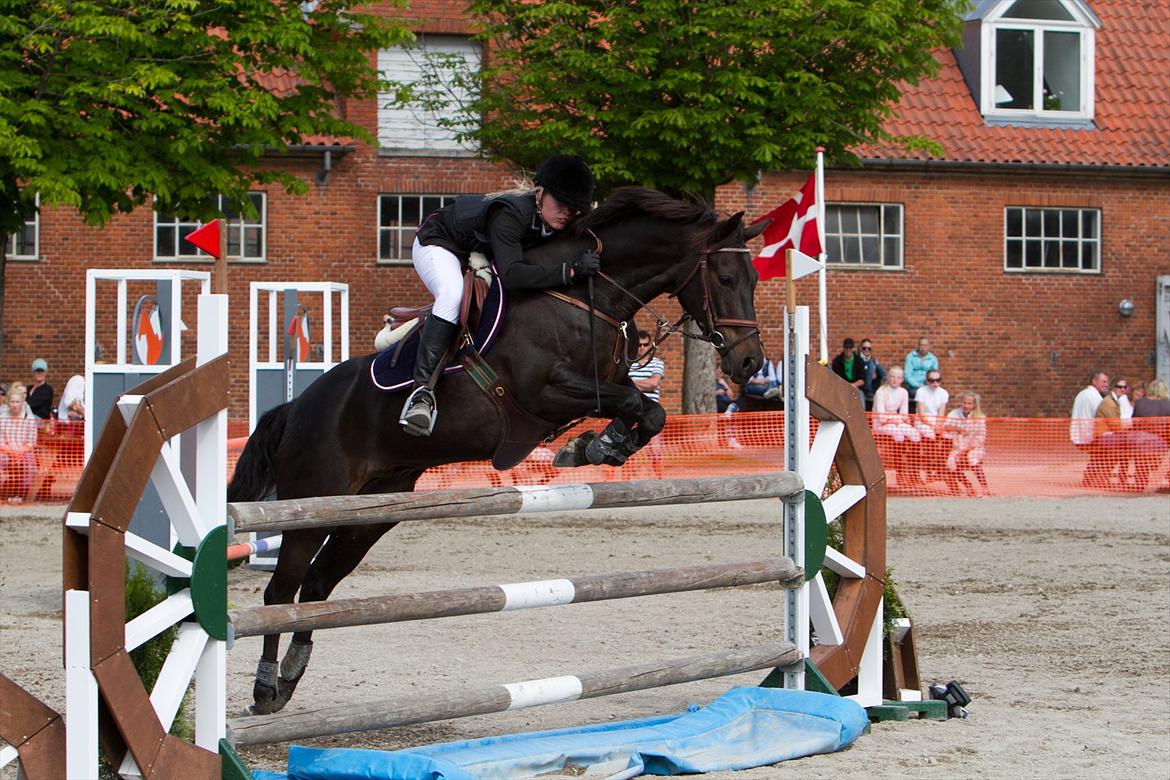 Welsh Pony (sec B) Birkholm's Lars (Gaston) - NSPR juni 2011 billede 18