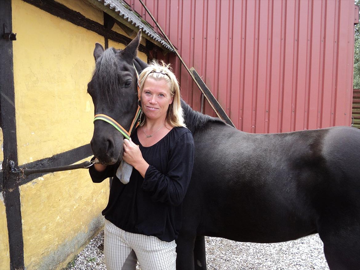 Welsh Pony af Cob-type (sec C) Nafi <3 stjerneponyen<3(tidl. hest) billede 3