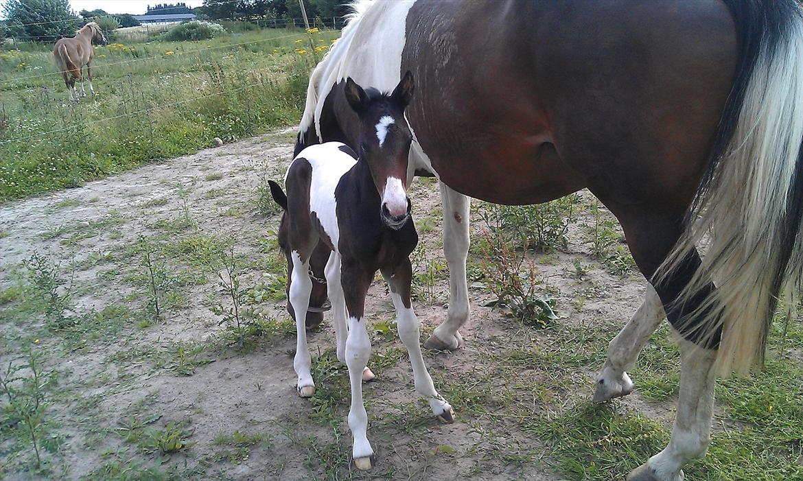 Pinto MY WALL-E billede 1