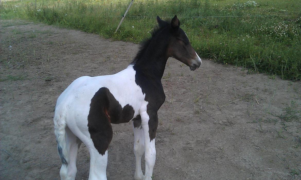 Pinto MY WALL-E billede 2