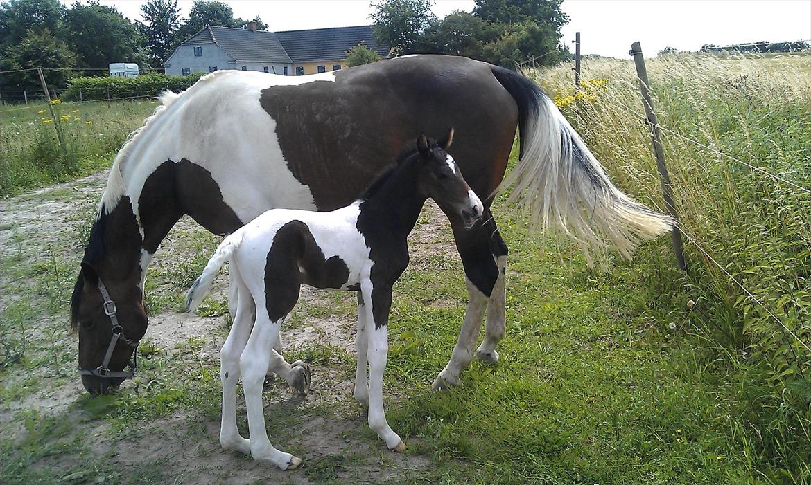 Pinto MY WALL-E billede 3