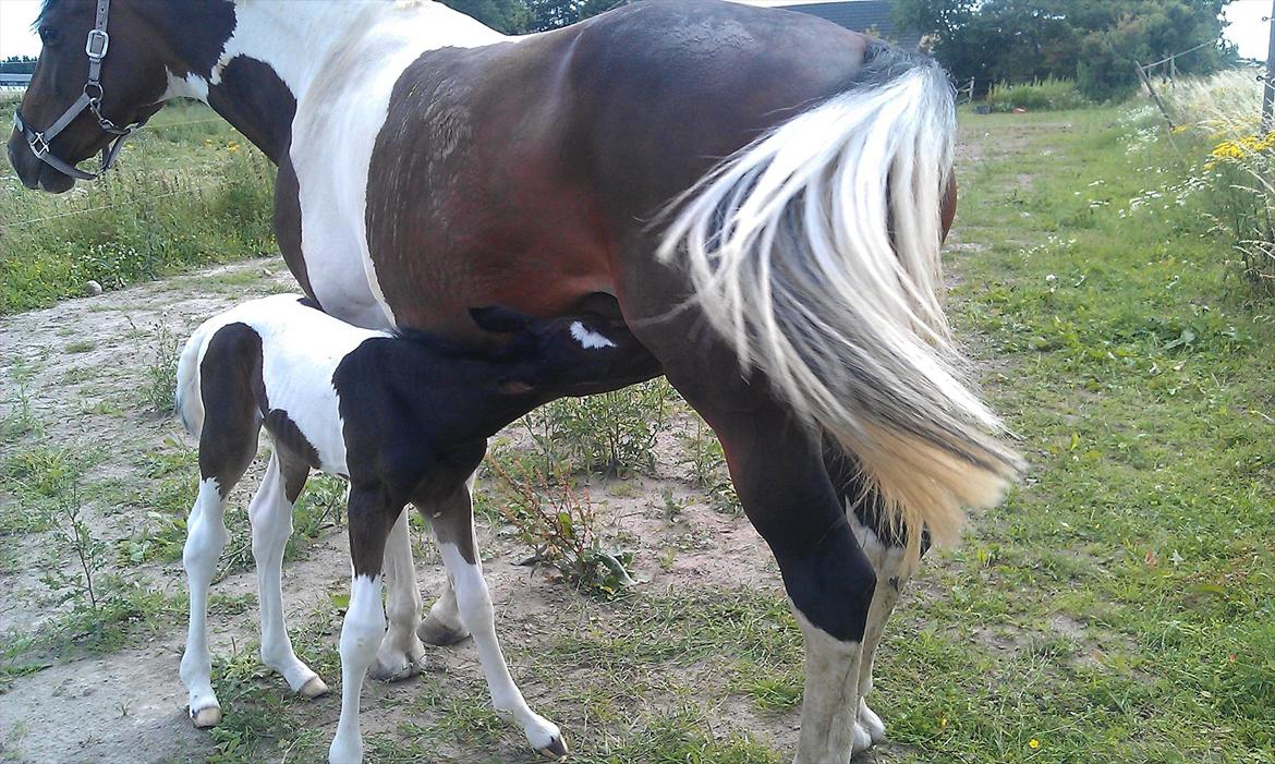 Pinto MY WALL-E billede 4