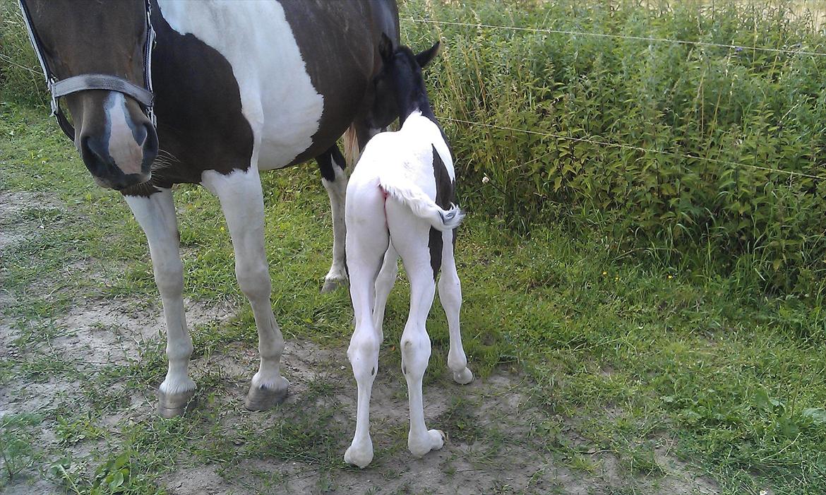 Pinto MY WALL-E billede 5