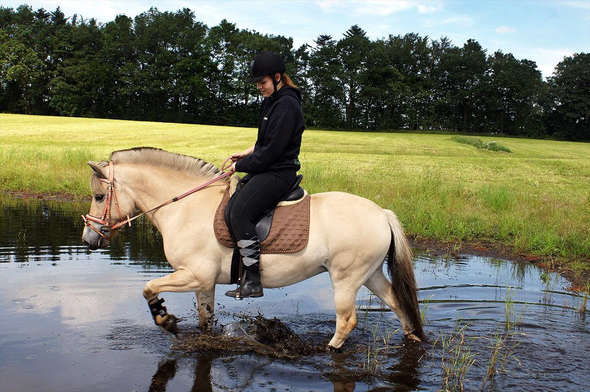 Fjordhest Puk AkA Hyper ungen! *Tid. Låne* - 19) Min storesøster der rider en tur på pük, de var lidt stolte da de så var kommet ud i vandet!!:DSødt nok du:P.. billede 20