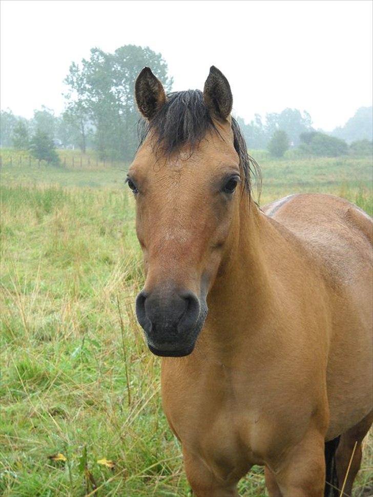 Anden særlig race Smukke Pocahontas!<3 - Wow en smuk pony !! <3
 billede 8