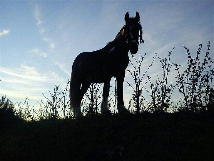 Irish Cob Sir Kalahan ( KALLE ) - Kalle på bjerget billede 16