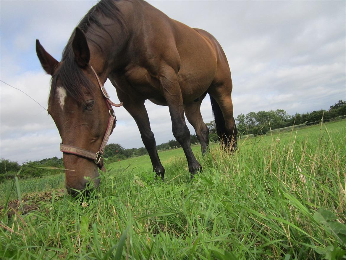 Oldenborg Sako billede 1