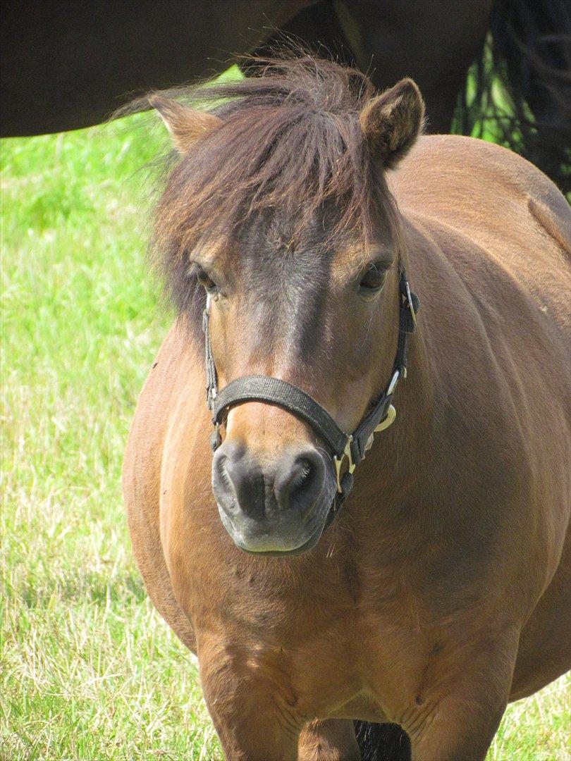 Shetlænder Lillemand billede 16