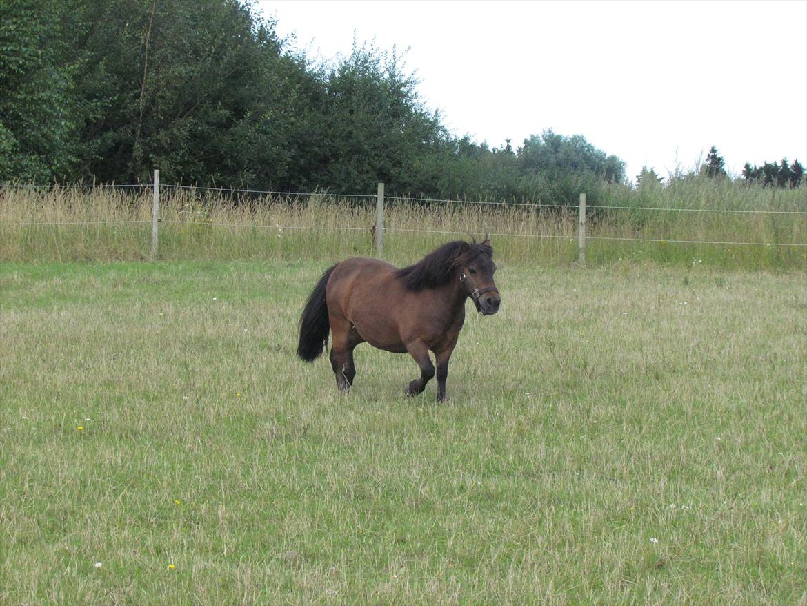 Shetlænder Lillemand billede 19