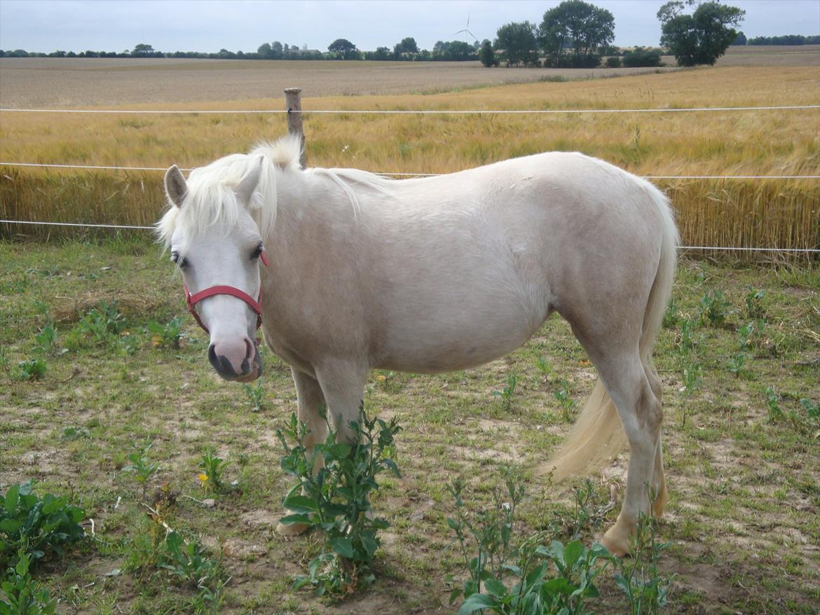 Anden særlig race Thorsvang´s Bella :-) - bella på græs marken 

 Foto. Mig billede 10