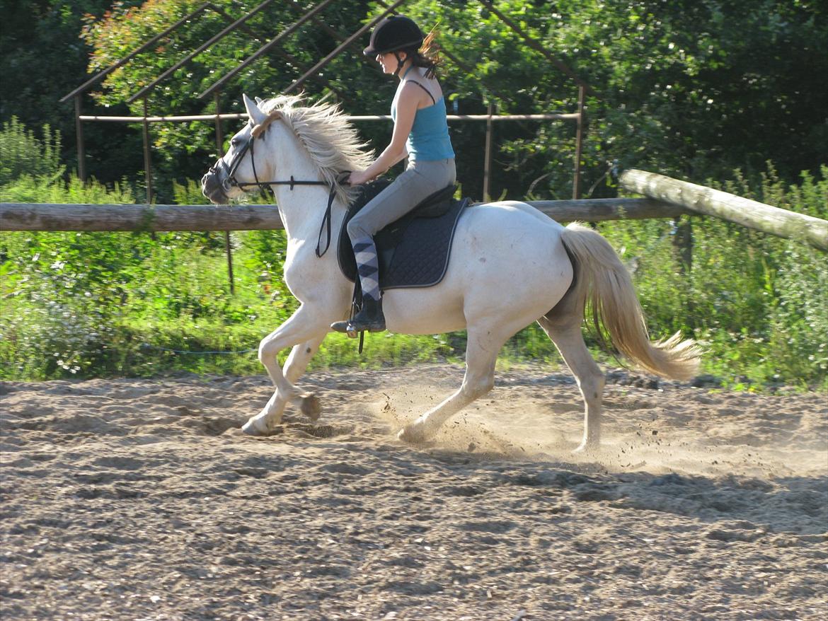 Anden særlig race Yasmin!<3  - Galop. Jeg kan tydeligvis ikke finde ud af springbøjler i dressur sadel ;) (foto: trine) billede 11
