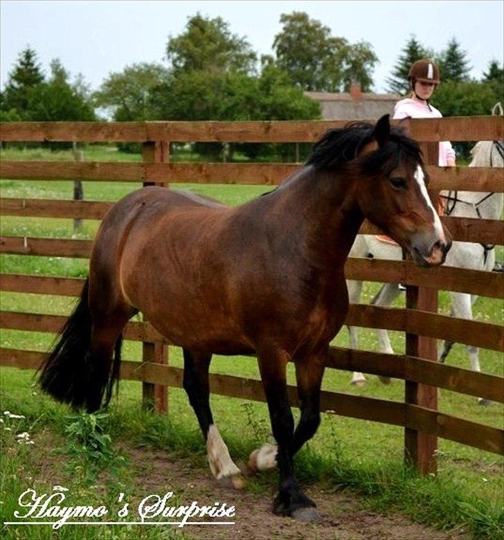 Welsh Pony af Cob-type (sec C) Haymo's Surprise billede 1