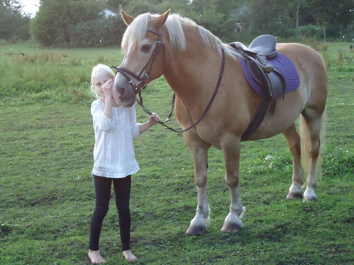 Haflinger Rasmus billede 6