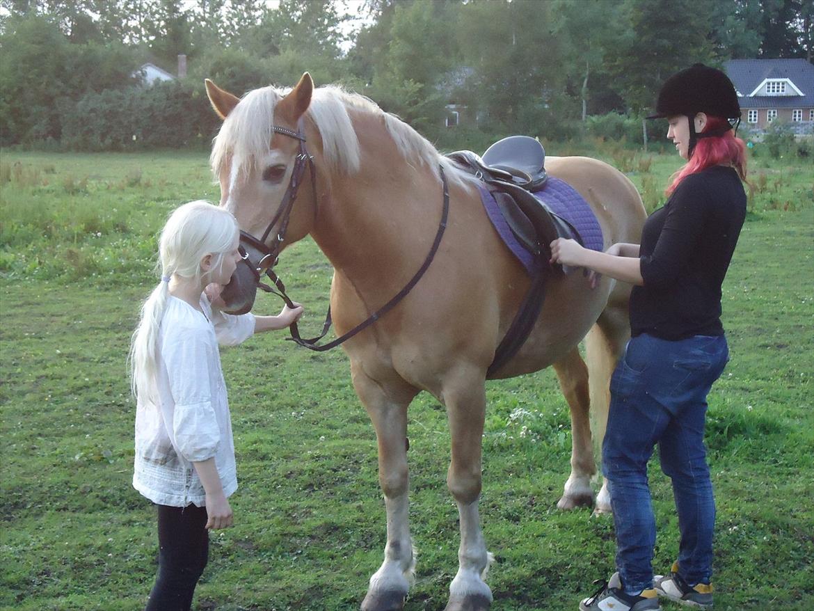 Haflinger Rasmus billede 7