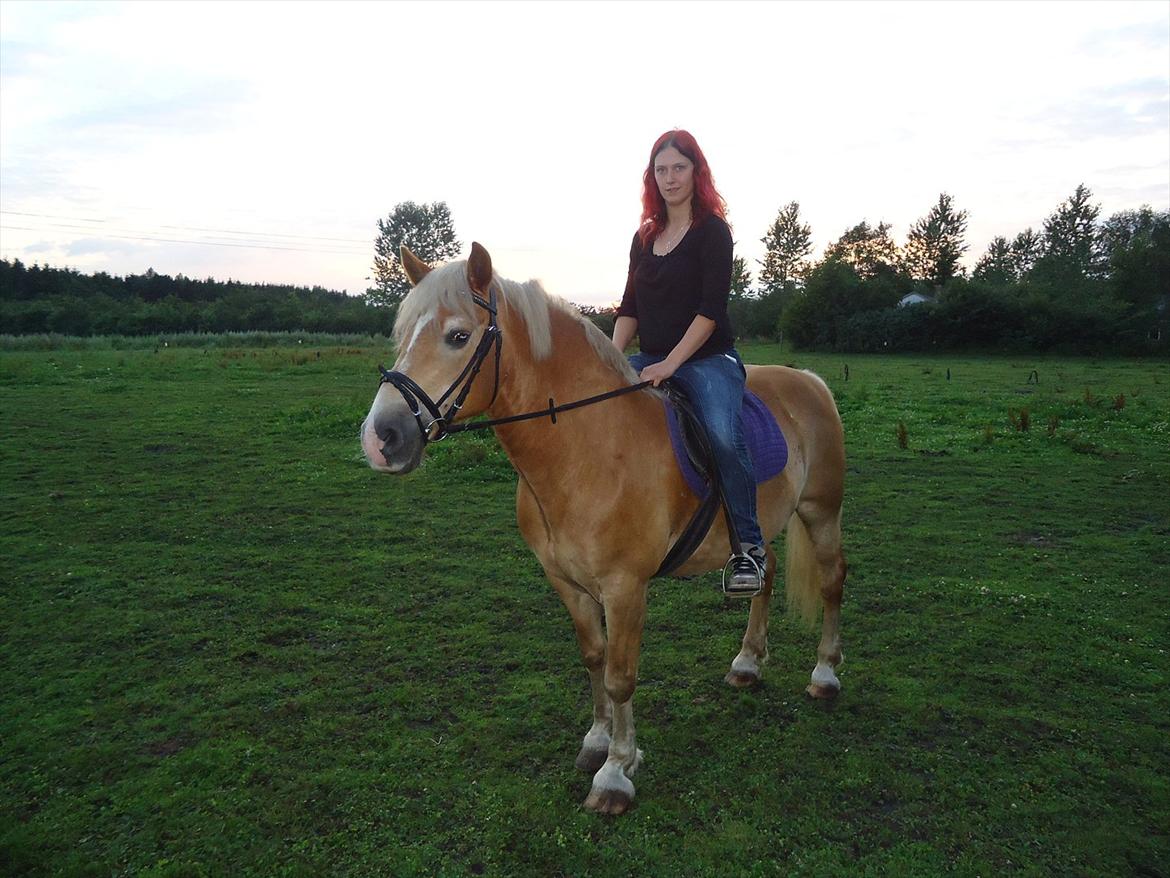 Haflinger Rasmus billede 8