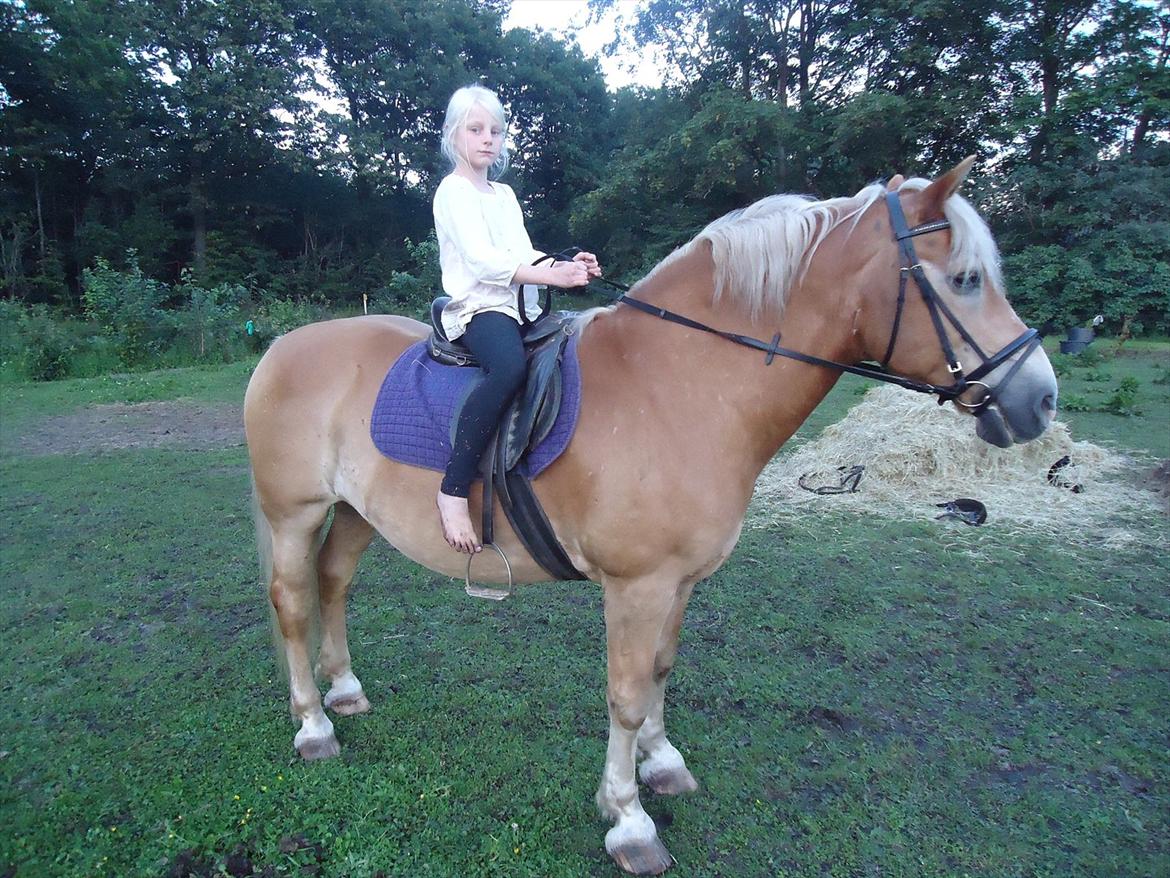 Haflinger Rasmus billede 9
