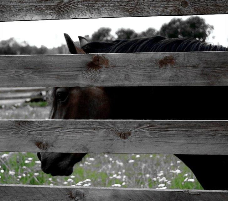 Welsh Pony af Cob-type (sec C) Haymo's Surprise billede 9