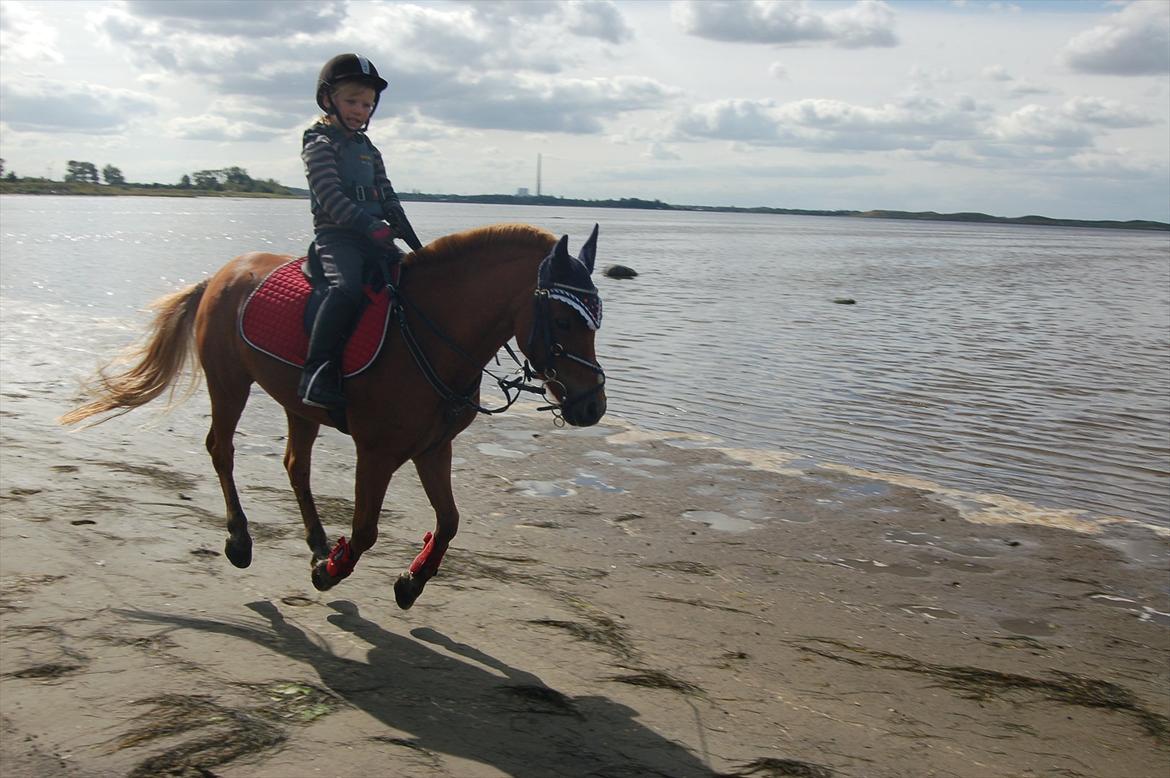 Anden særlig race Simba - en galop ved vandet billede 3