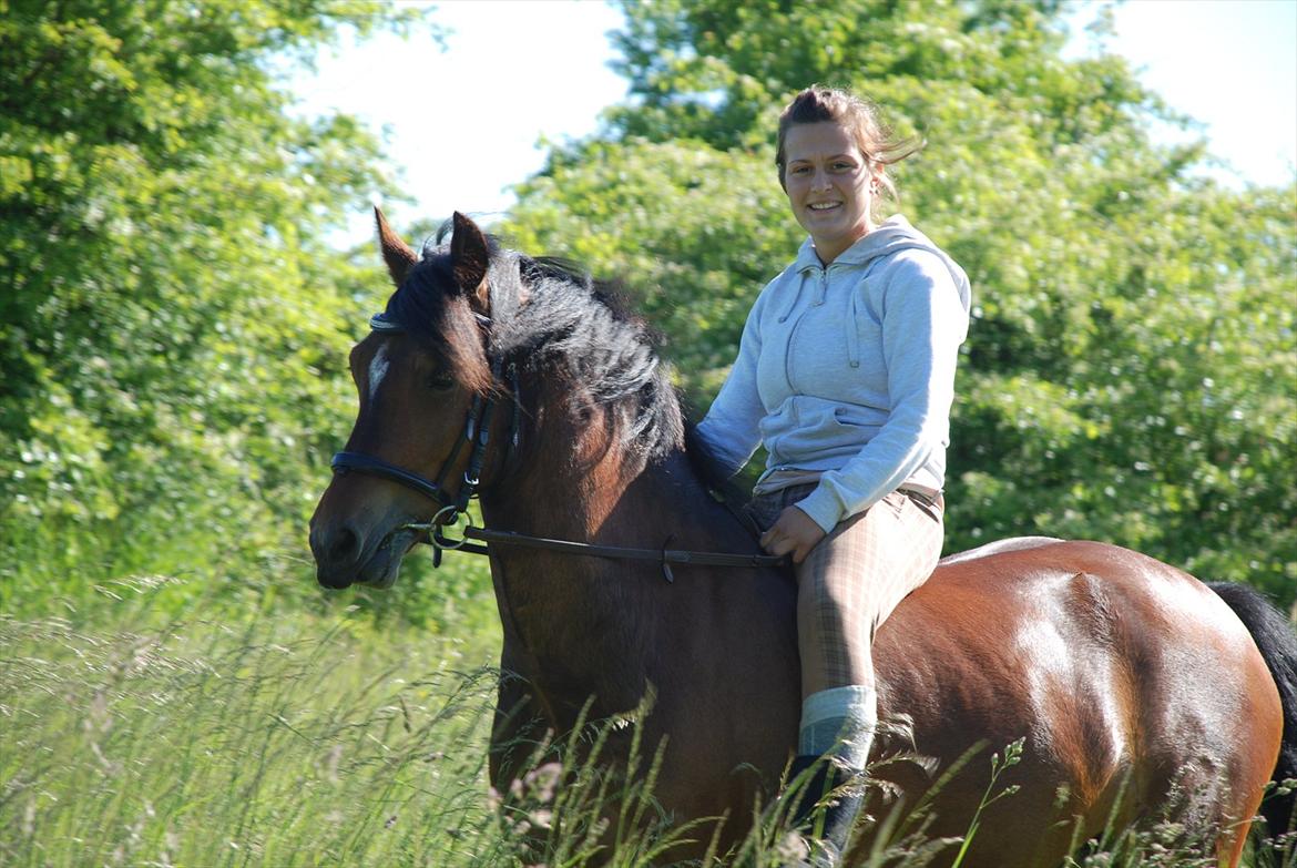 Welsh Pony af Cob-type (sec C) Aberlour Albin billede 8