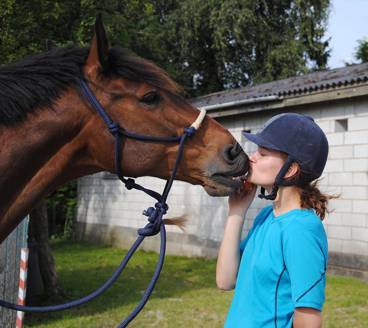 Dansk Varmblod - Dalvangs Cyclone <3 - 18 | Myyyys til min dreng <3. D. 28.07.11 - taget af Nico billede 18