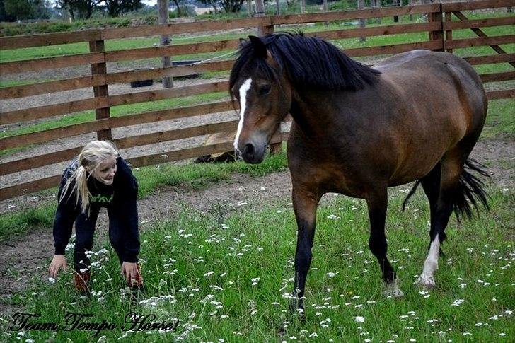 Welsh Pony af Cob-type (sec C) Haymo's Surprise - Leg hos simone:-) - en form for fanger... billede 4