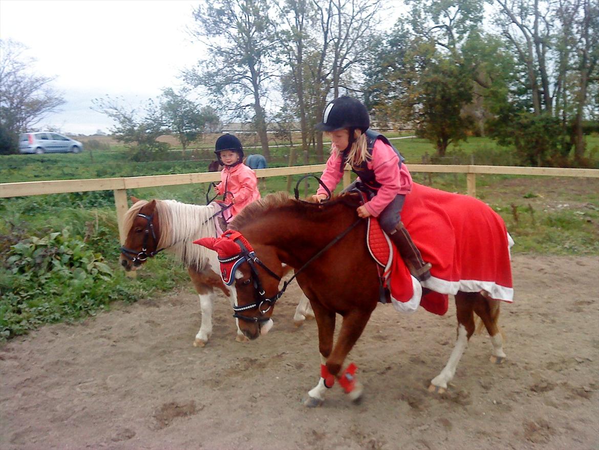 Welsh Pony (sec B) Spetter billede 7