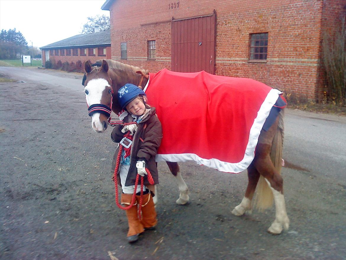 Welsh Pony (sec B) Spetter billede 8