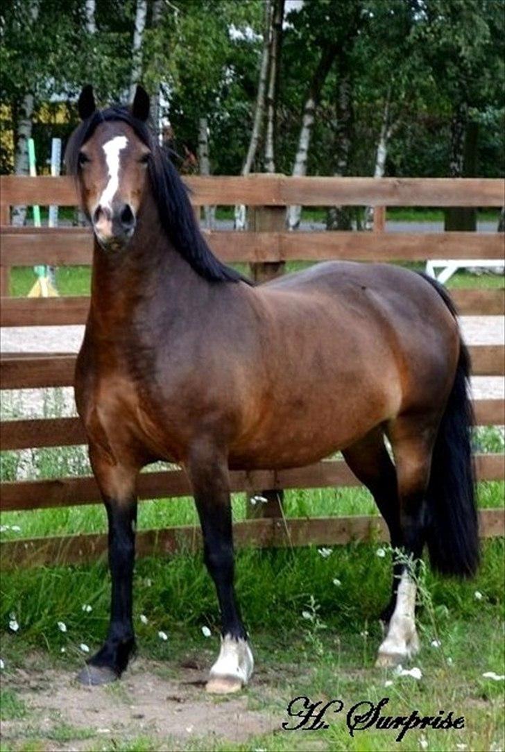 Welsh Pony af Cob-type (sec C) Haymo's Surprise - Hygge dag hos simone:i billede 2