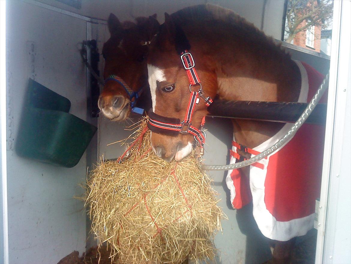 Welsh Pony (sec B) Spetter - pause før næste klasse billede 9