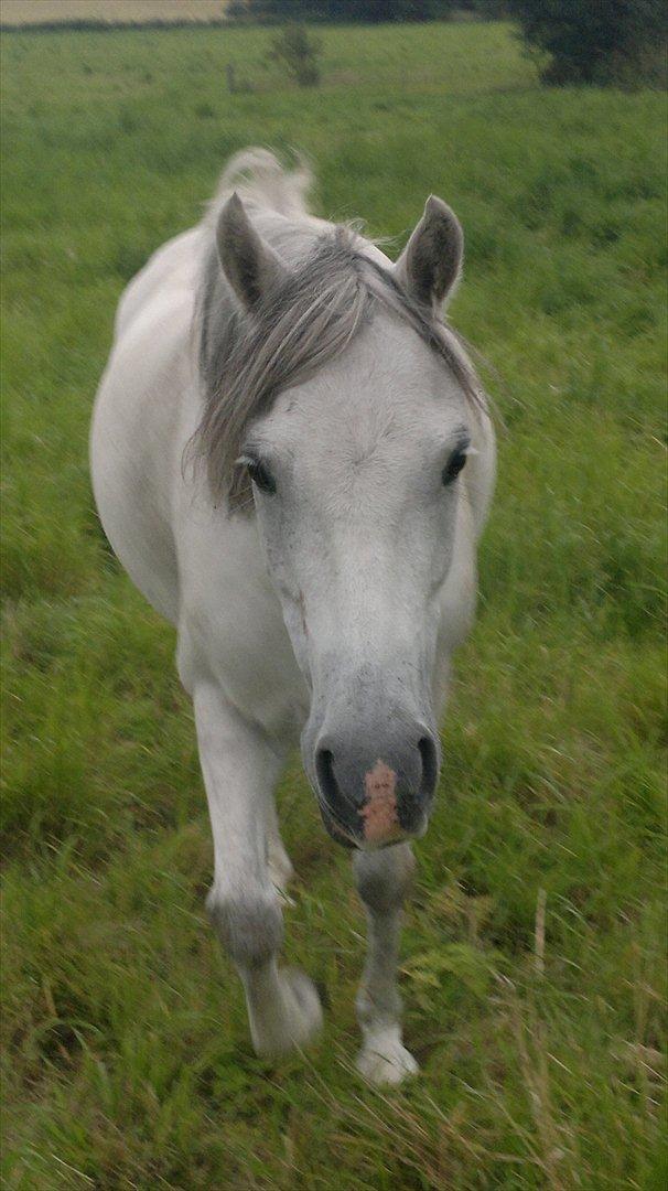 Welsh Pony (sec B) Korreborgs Rollo * SOLGT* - en glad Rollo i folden billede 1