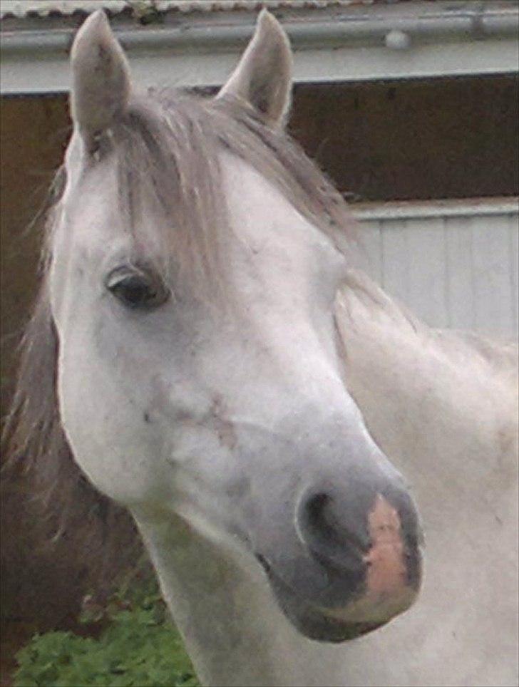 Welsh Pony (sec B) Korreborgs Rollo * SOLGT* - smukke Rollo billede 20