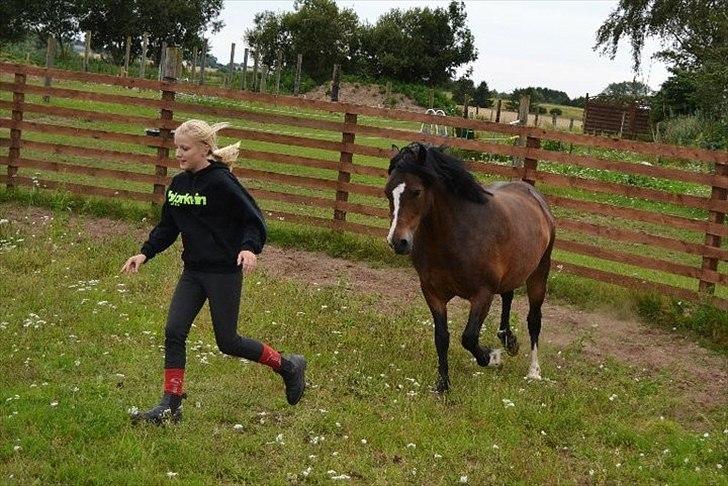 Welsh Pony af Cob-type (sec C) Haymo's Surprise - Leg...:-) billede 5