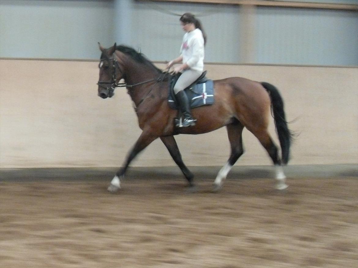 Dansk Varmblod Stålkærgårds Ice Light billede 7