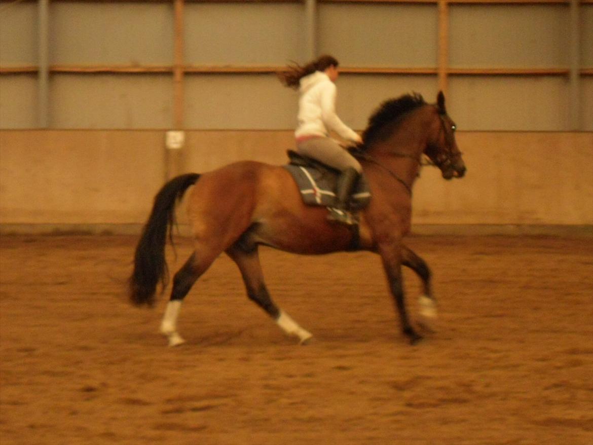 Dansk Varmblod Stålkærgårds Ice Light billede 8