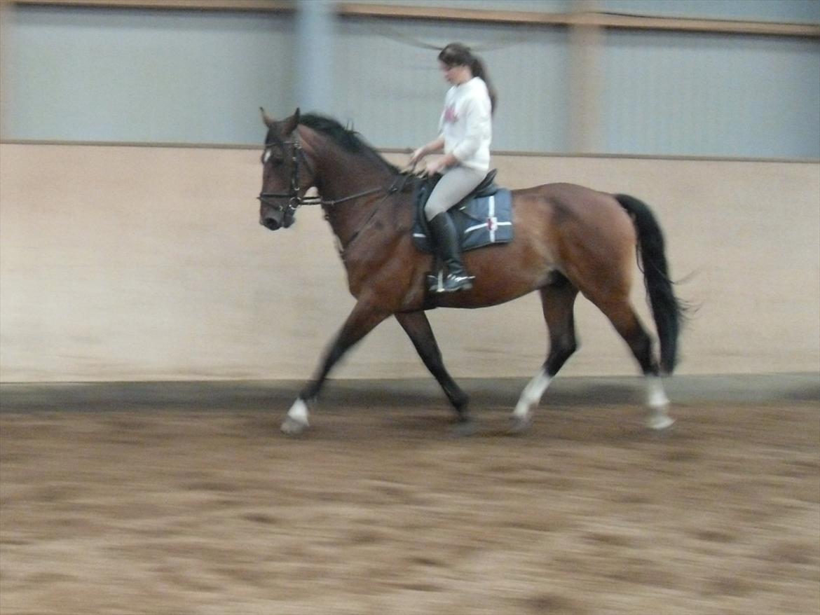 Dansk Varmblod Stålkærgårds Ice Light billede 9