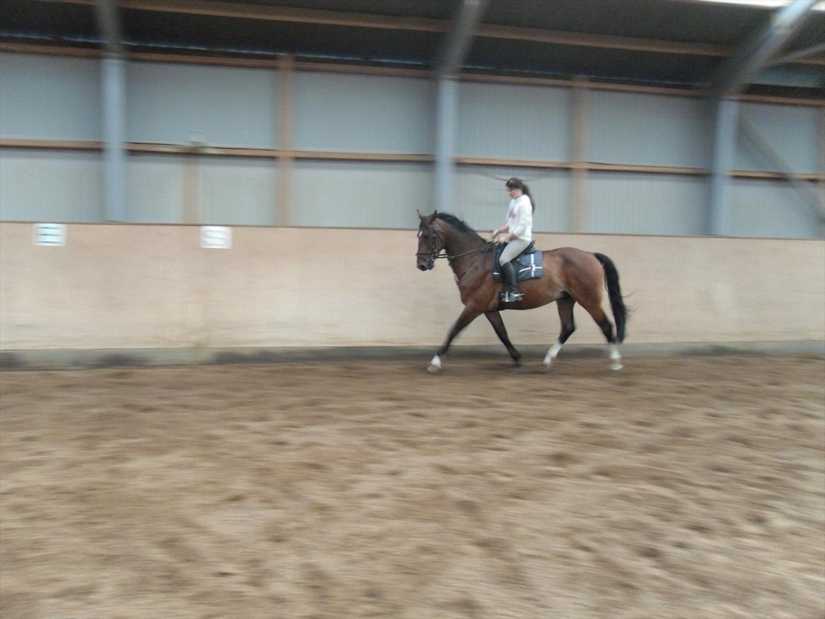 Dansk Varmblod Stålkærgårds Ice Light billede 10