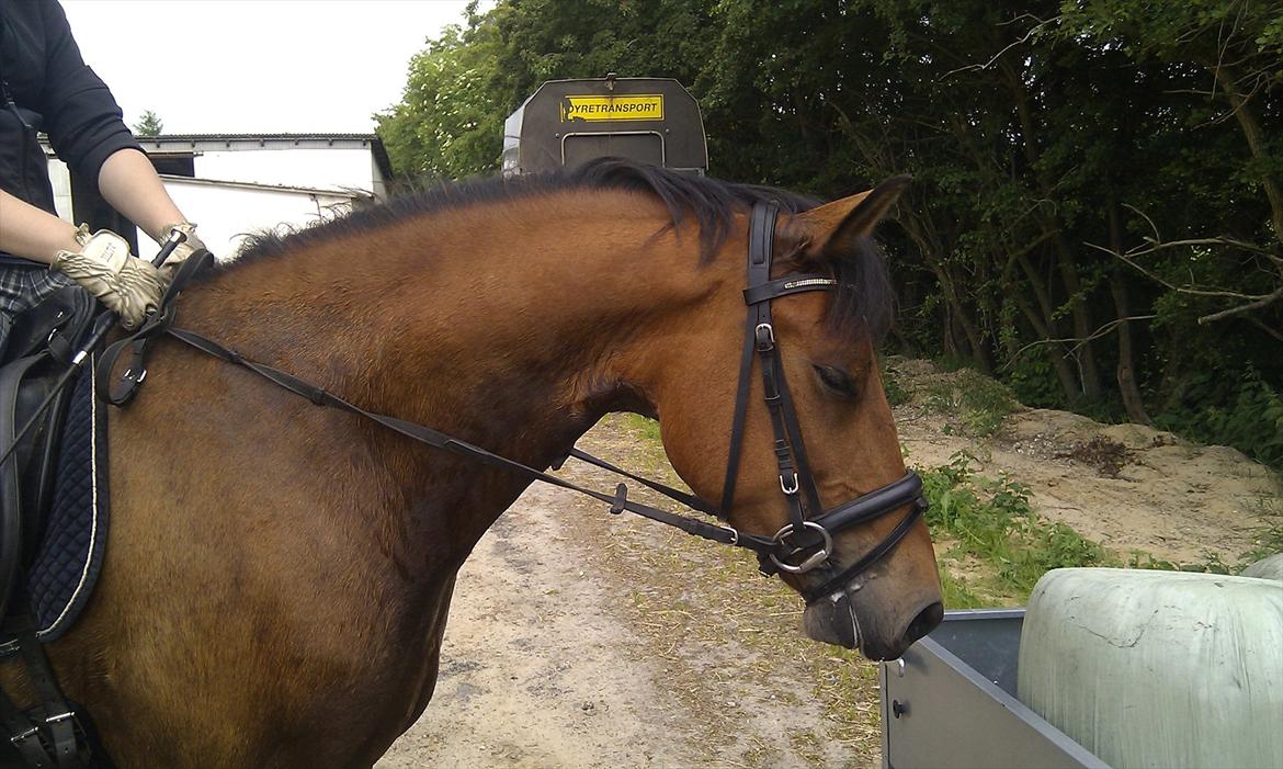 Anden særlig race Brutus billede 1