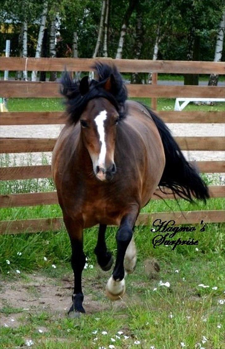 Welsh Pony af Cob-type (sec C) Haymo's Surprise billede 6
