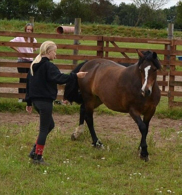 Welsh Pony af Cob-type (sec C) Haymo's Surprise - Leg igen igen:-) billede 16