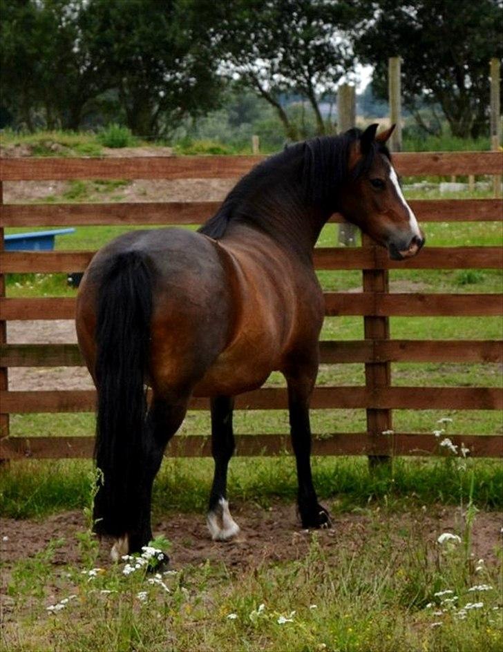 Welsh Pony af Cob-type (sec C) Haymo's Surprise billede 17