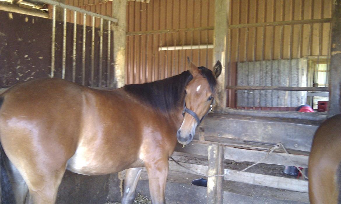 Pinto Skovlyst's Cassius billede 7