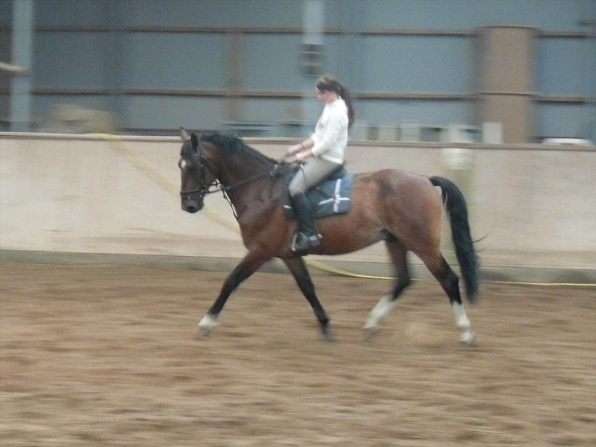 Dansk Varmblod Stålkærgårds Ice Light billede 11