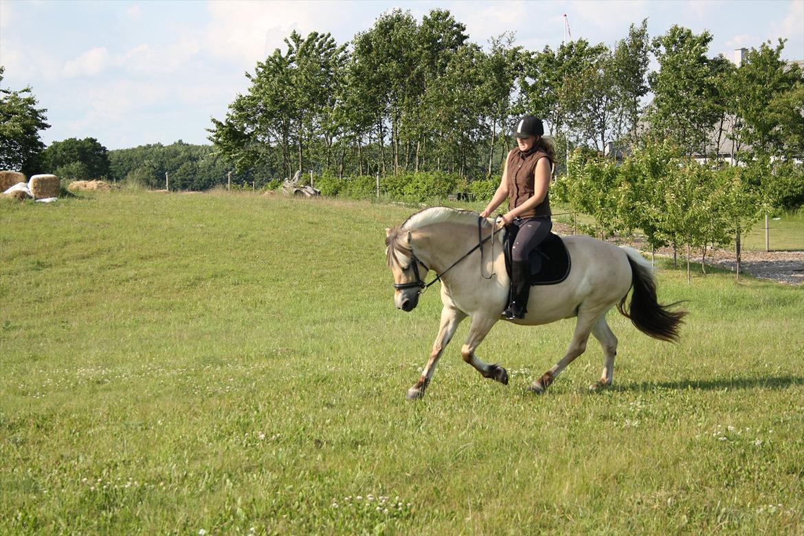 Fjordhest Aija Romeo billede 19
