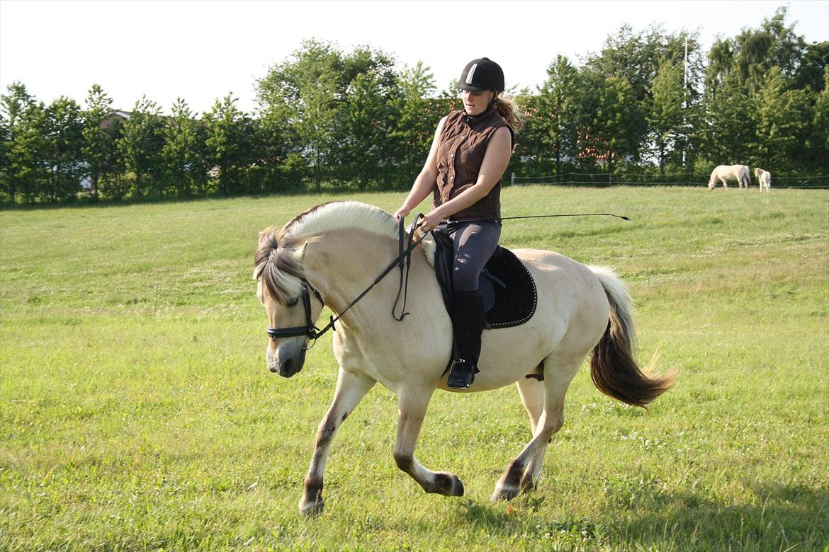 Fjordhest Aija Romeo billede 3