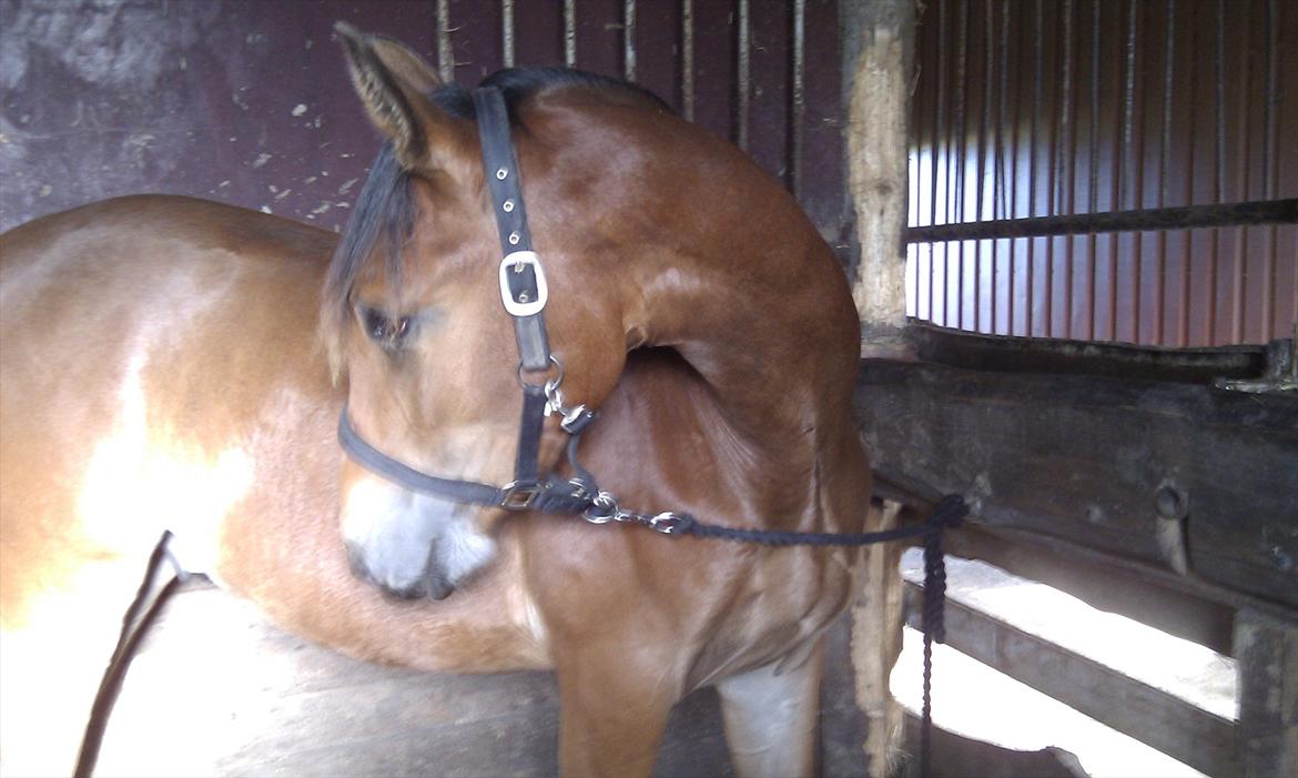 Pinto Skovlyst's Cassius billede 6