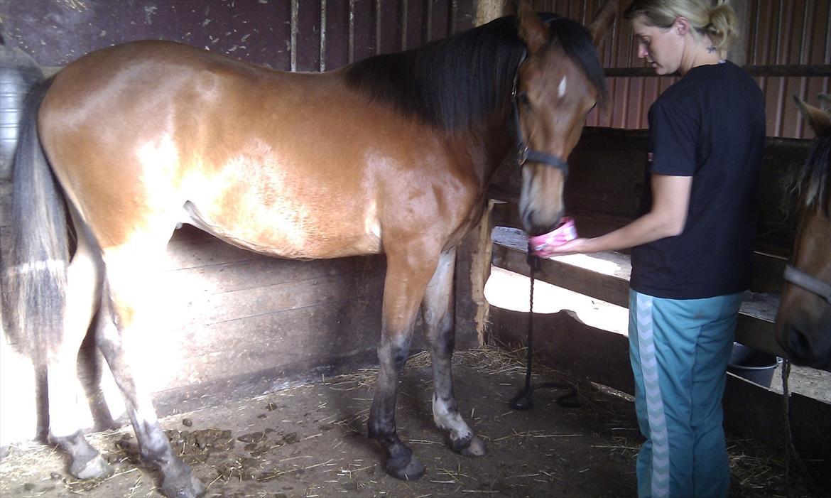 Pinto Skovlyst's Cassius billede 8