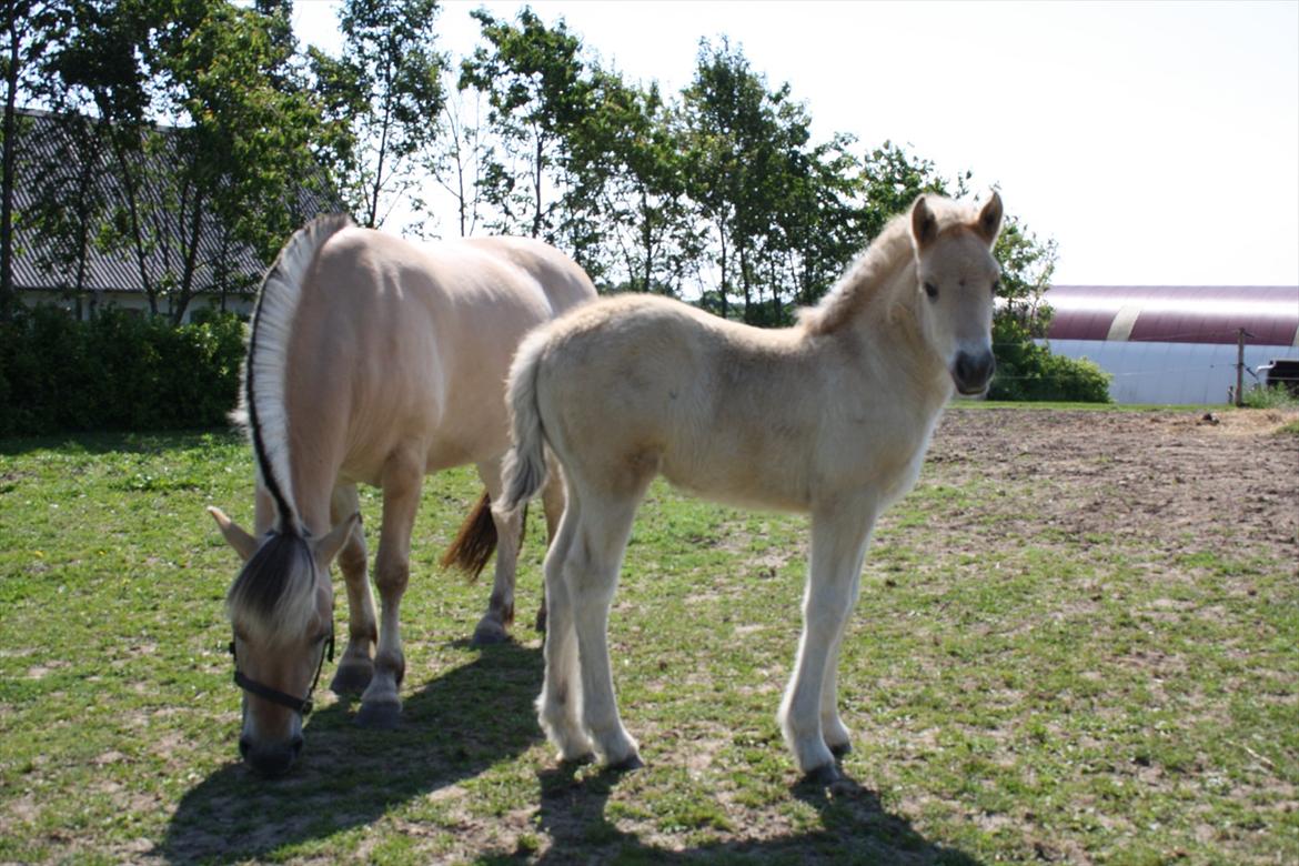 Fjordhest Bjergvangs Bella Eywa  - Bella med sin mor i baggrunden. 
Du er ikke til at stå for lille Bella :)Så kær du er. billede 13
